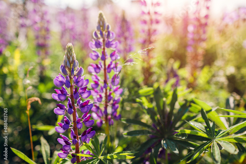 Purple lupin flowers spikes blooming in summer field. Landscape with purple violet blossoms in morning