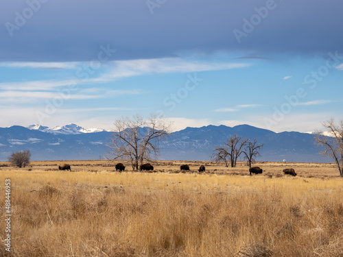 A herd of bison grazing in a prairie during winter, in the Rocky Mountain Arsenal wildlife refuge in Colorado.