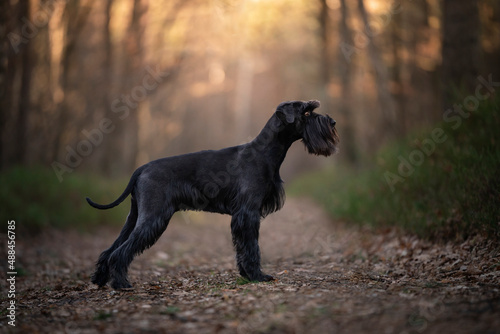 Pies rasy sznaucer średni stoi w lesie 