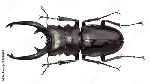 Stag Beetle Odontolabis dalmani intermedia Van de Poll, 1889