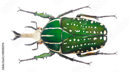 Rare Cetoniinae Flower Chafer Mecynorhina polyphemus (Fabricius, 1781) from Africa