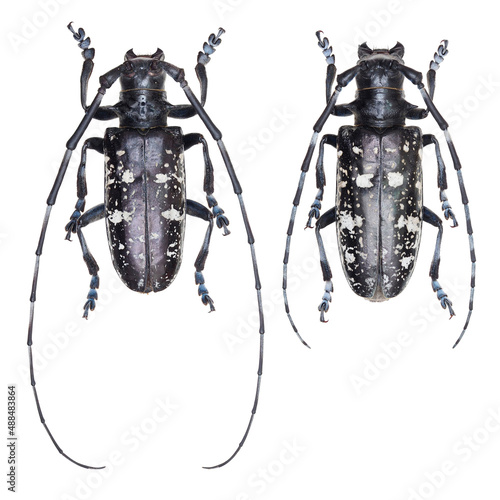 Amazing long-horned beetle Anoplophora glabripennis (Motschulsky, 1853) from China