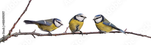 Three blue tinted titmouse sit on a branch of apricot isolated from the background