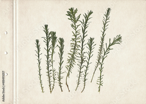 Vintage herbarium on an textured brown aged background. Composition of the grass on an old paper. Dry pressed herbs. Scan of dried plant.