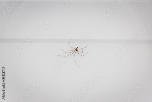 daddy long-legs spider on white wall inside a home in Australia
