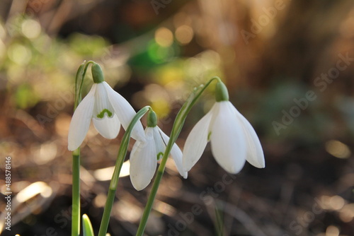 a group of three beautiful little white snowdrops in the border in the garden at a sunny day in winter closeup