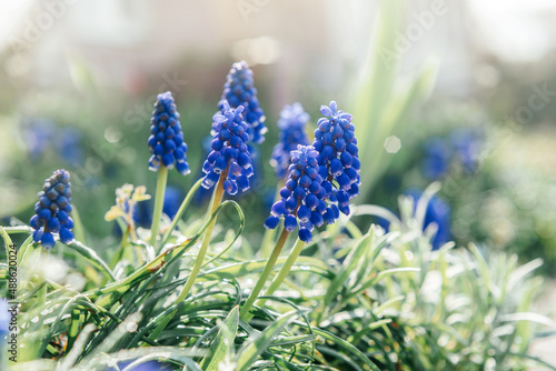 Early spring blue muscari or grape hycinth flowers in the garden