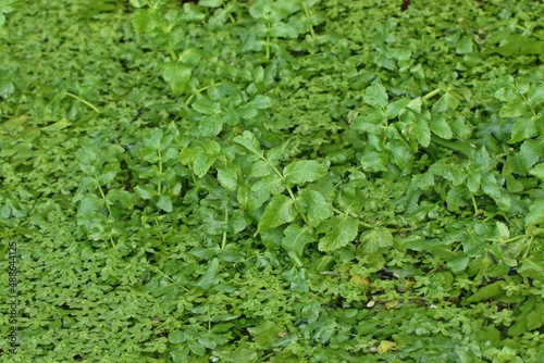 Schmalblättriger Merk (Berula erecta) mit Wasserstern