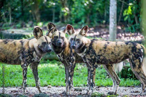 The African wild dog(Lycaon pictus) is a canid native to sub-Saharan Africa. It is the largest indigenous canid in Africa. A highly social animal, living in packs with separate dominance hierarchies.