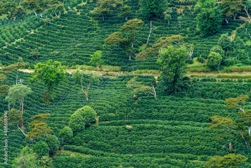 Verdant terraces of coffee plants in Boquete Panama