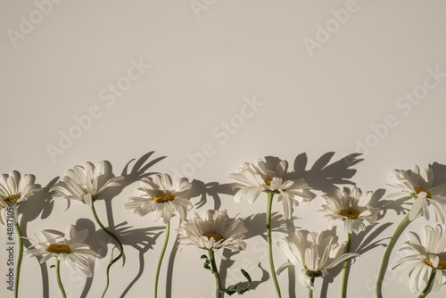 Elegant aesthetic chamomile daisy flowers pattern with sunlight shadows on neutral beige background with copy space