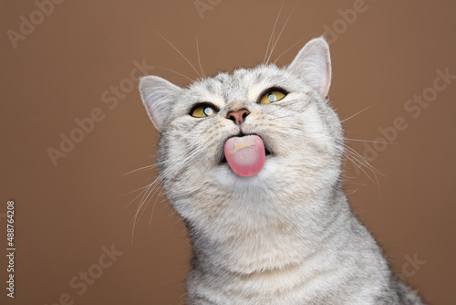 cute cat sticking out tongue licking invisible glass pane making funny face on brown background with copy space