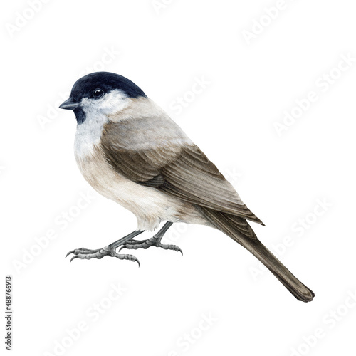 Marsh tit bird watercolor illustration. Hand drawn realistic poecile palustris on white background. Small cute chickadee bird. White background. Marsh tit forest tiny songbird illustration
