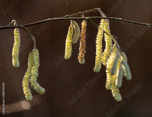 A close-up shot of common hazel catkins hanging from a branch