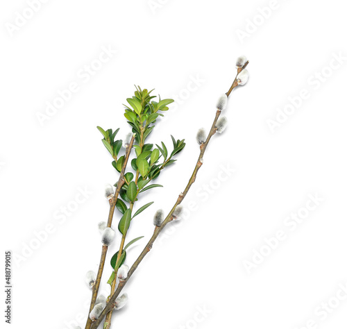 Pussy willow twigs isolated on white background