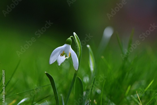 Samotny pośród trawnika kwiat przebiśniegu śnieżyczki (Galanthus nivalis), latarnia wiosny