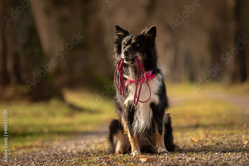 A black tri Australian Shepherd dog is holding a leash in the mouth and waiting for a walk in the season autumn
