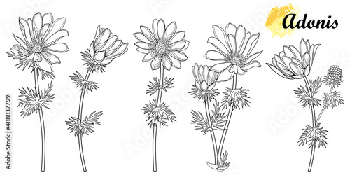 Set of outline Adonis vernalis or spring pheasant's eye flower, bud and leaves in black isolated on white background.