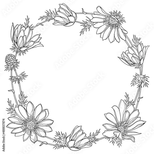 Round frame with outline Adonis vernalis or spring pheasant's eye in black isolated on white background. 