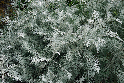 Powis Castle wormwood (Artemisia arborescens 'Powis Castle'). Hybrid between Artemisia arborescens and Artemisia absinthum.
