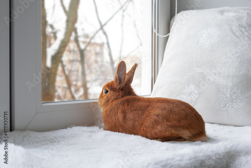 Cute brown red bunny rabbit lying down on white fuzzy blanket on windowsill looking through window indoors. Adorable pet at cozy home.Relax concept