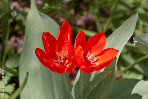 Tulipa praestans 'Fusilier' in garden