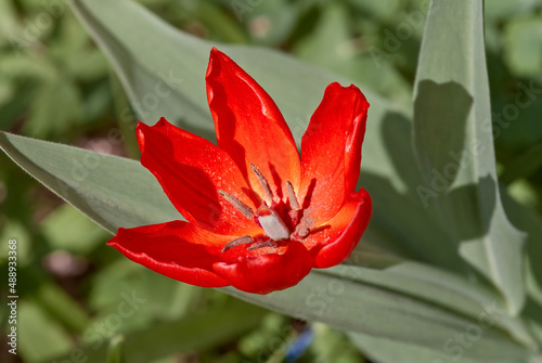 Tulipa praestans 'Fusilier' in garden