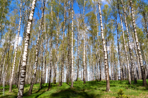 Wiosna w brzozowym zagajniku, Podlasie, Polska