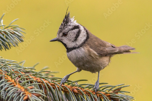 sikorka czubatka (Lophophanes cristatus)