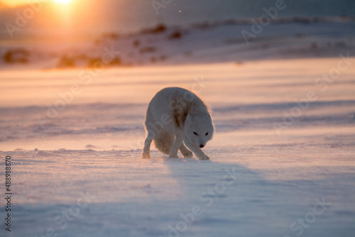 Lis polarny - arktyczna słodycz nie tylko ołudniowego Spitsbergenu
