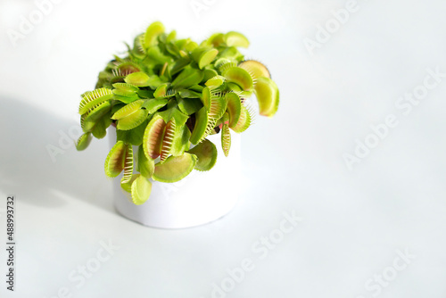 Venus flytrap on the white background