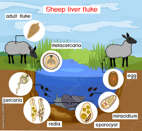 Life cycle of Sheep liver fluke (Fasciola hepatica) with sheep, snail and pond biotope