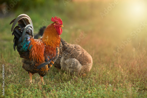 Beautiful cockerel with a golden mane walks with his chickens in the garden