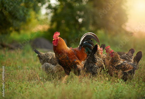 Beautiful cockerel with a golden mane walks with his chickens in the garden