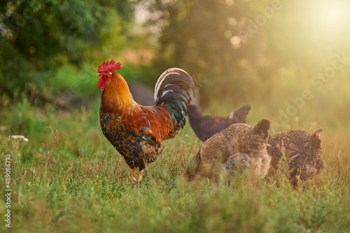 Beautiful cock with a golden mane and his hens walking in the garden in the sun