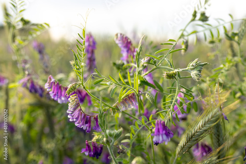 Flowering peas in field. Green sprouts of young Vicia villosa in early spring at organic farm field. Selective Focus