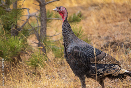 wild jake turkey in the field