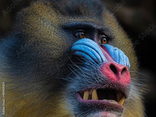 Mandrill