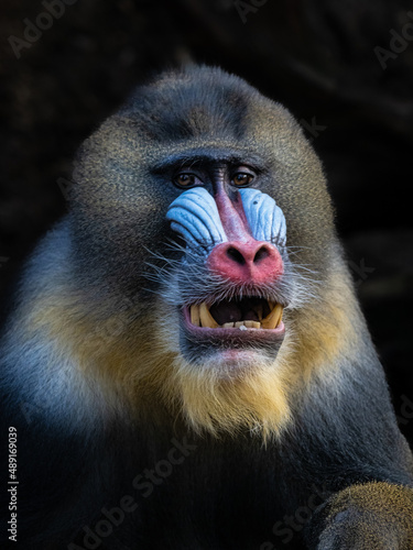 Mandrill