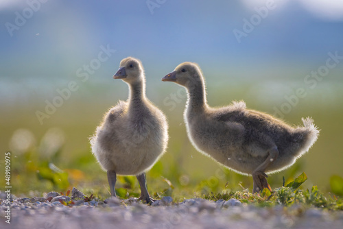 Greylag goose chick, Anser anser, in a meadow
