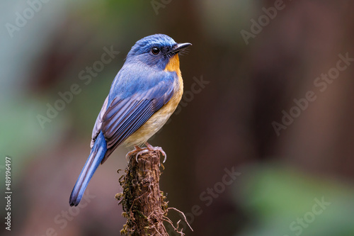 beautiful blue bird in nature Indochinese Blue Flycatcher.