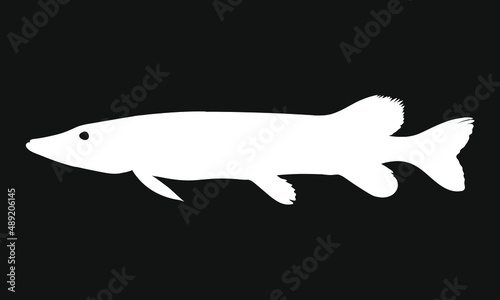 Northern Pike Muskie Fishing Silhouette Musky Fish Graphic Isolated Vector Illustration on Black Background