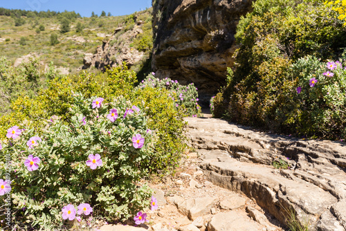 Randonnée merveilleuse sur un sentier montant dans les roches calcaires et la végétation méditerranéenne typique parmi les cistes cotonneux en fleurs, vers Cap Canaille