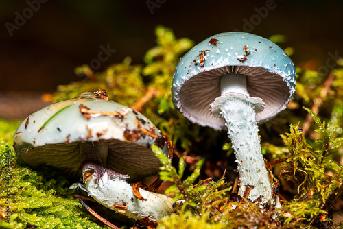 mushroom in the forest - verdigris agaric - Stropharia aeruginosa 