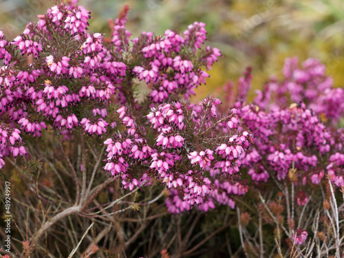 (Erica ×darleyensis) Groundcover of beautiful rose to pink urn-shaped flowers of Darley Dale heath over bright green foliage 