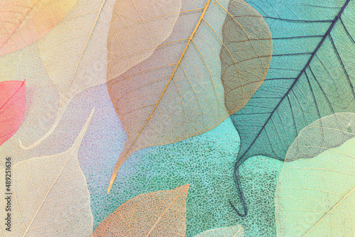 Colorful transparent and delicate skeleton leaves over metallic background