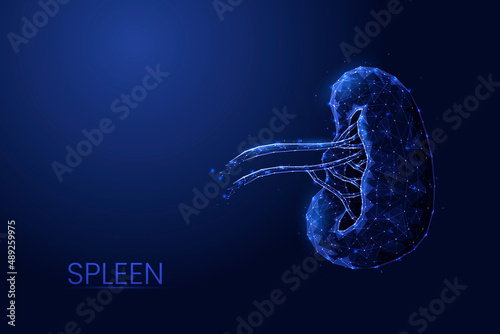 Human spleen low poly concept vector illustration.
