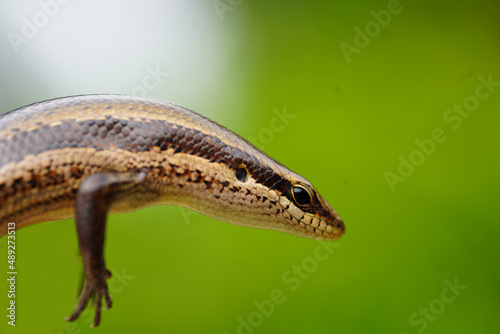 Close-up of Brazilian Marisora unimarginata, a lizard found in the rainforest near Tapajós river, Para state, Brazil.