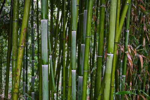 Green bamboo leaves after rain. Tropical leaves background. Green Plant Texture