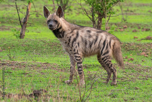 The striped hyena, Hyaena hyaena , Satara, Maharashtra, india.jpg